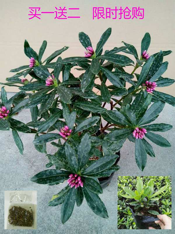浓香耐寒瑞香花盆栽秋冬开花绿植图片