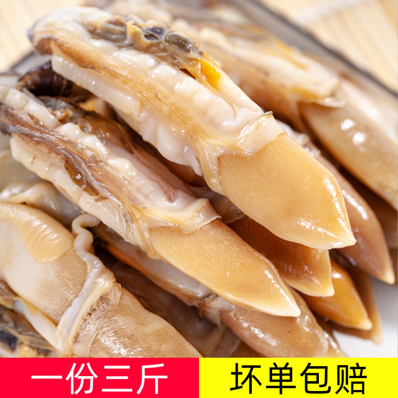 蛏王肉冷冻海鲜竹节蛏新鲜蛏子肉速冻蛏子王火锅圣子肉超大海蛏子