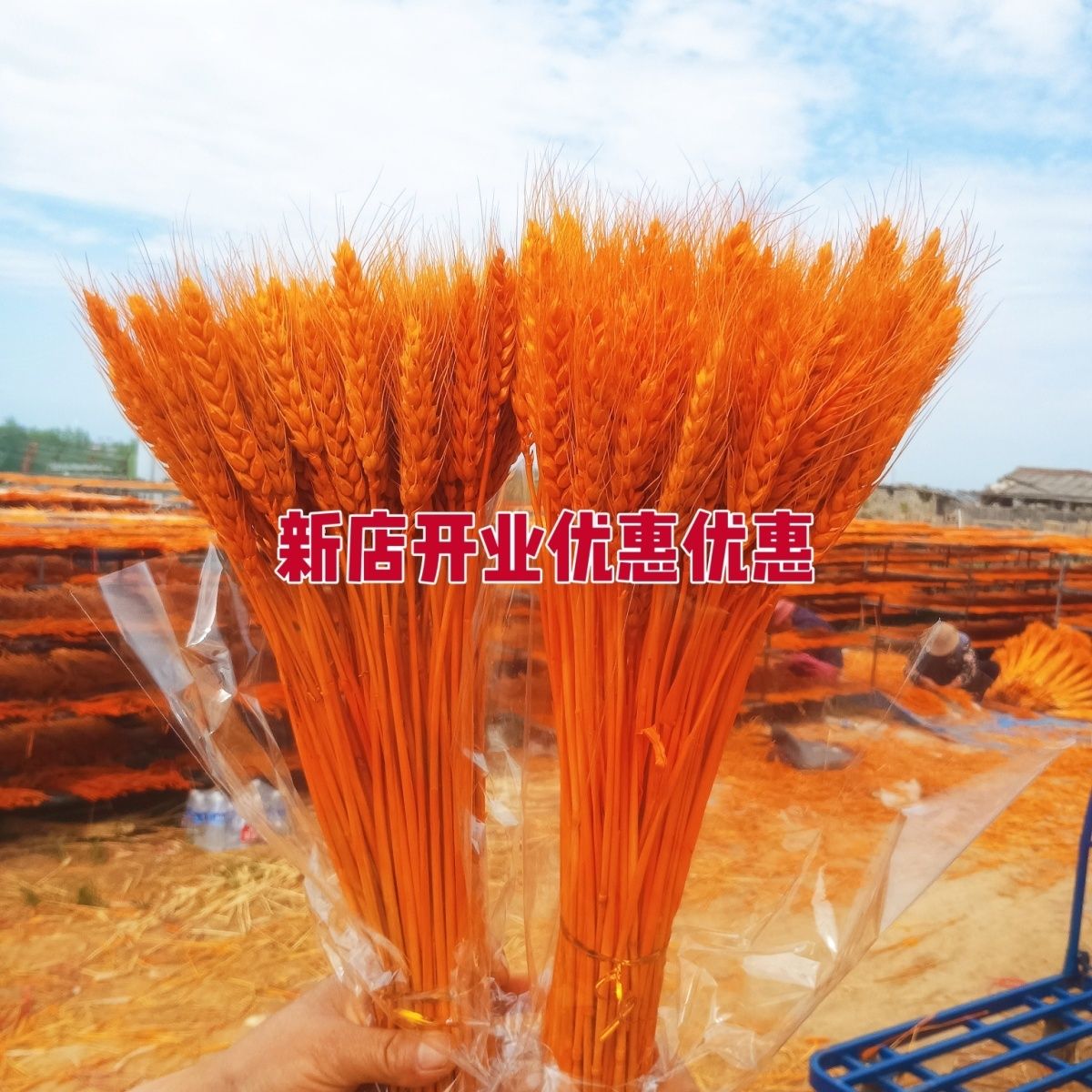 A级精品黄金麦穗干花粗杆大麦套袋干花风格黄金大麦厂家批发整箱