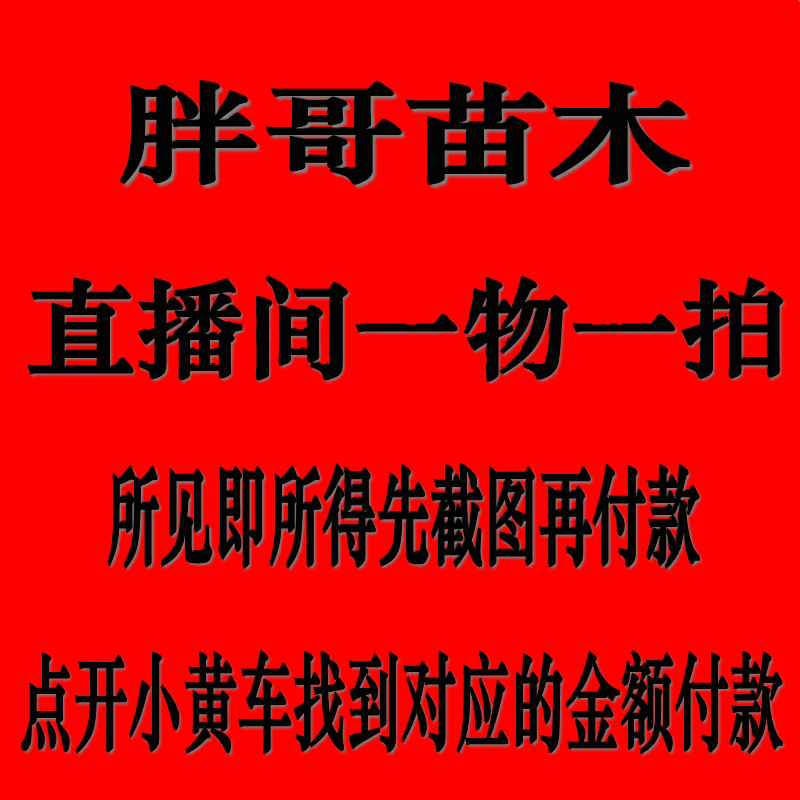 黑珍珠车厘子樱桃树美早樱桃大果树苗适应南北方庭院种植当年结果