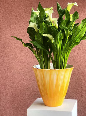 简约花盆大蕙兰蝴蝶兰大口径高端花器植物盆栽高脚盆景网红花器