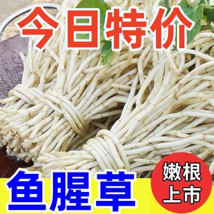 湖北鱼腥草新鲜折耳根现挖节节根侧尔鱼星草当季时令蔬菜湖北特产