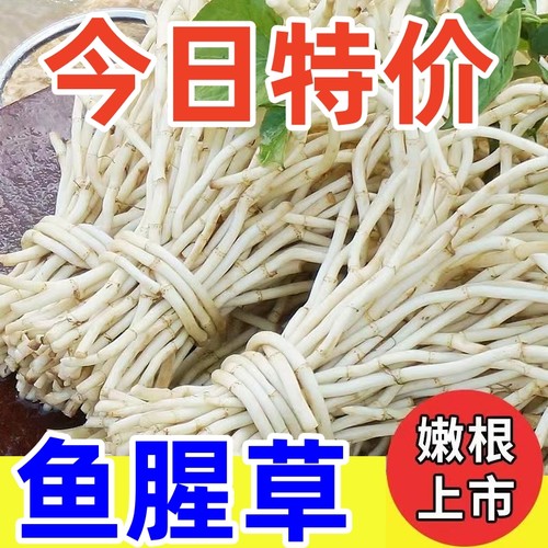 现挖现发农家种植鱼腥草