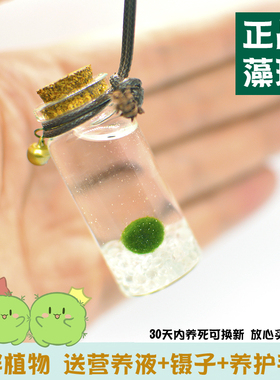 幸福海藻球marimo球藻生态瓶微景观毕业礼物纪念品随身瓶水培植物