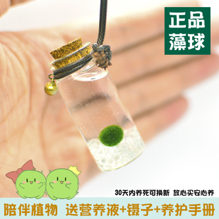 幸福海藻球marimo球藻生态瓶微景观毕业礼物纪念品随身瓶水培植物