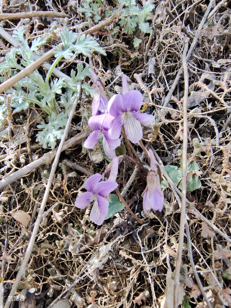 圆叶小堇菜秦岭新奇花草小野花