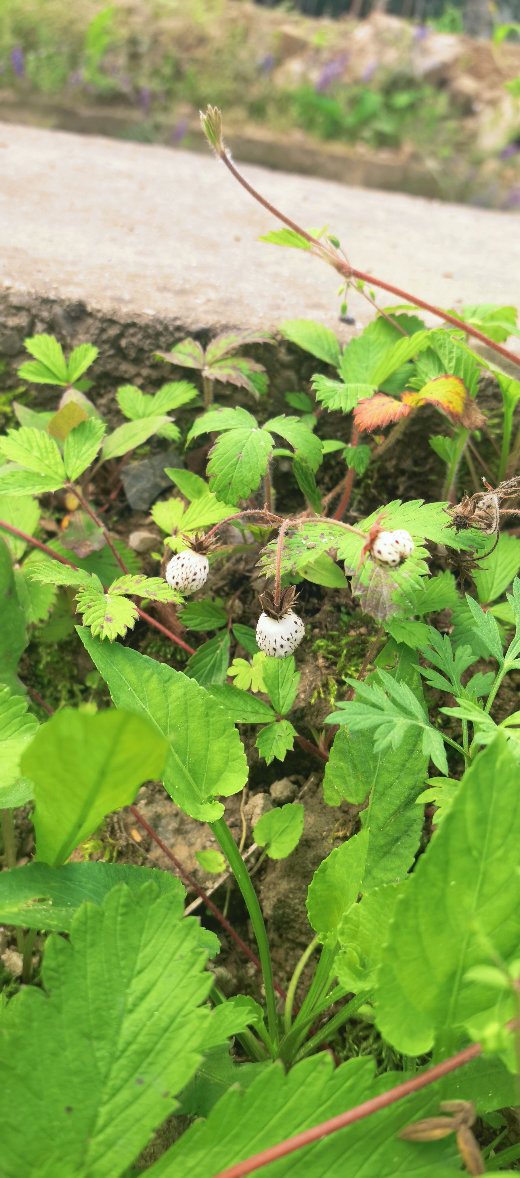 秦岭野生白草莓原生种五叶白草莓观花观果可食用植物种苗