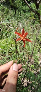 秦岭新奇小野花山丹丹花山丹花