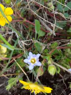 秦岭新奇花草 春花龙胆花 星宿花