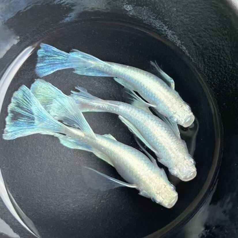 赤壁观背青鳉长鳍天使之翼图片