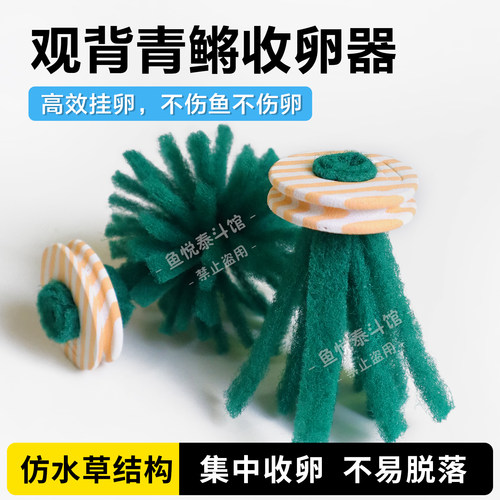 青鳉鱼专用仿水草收卵器不伤鱼