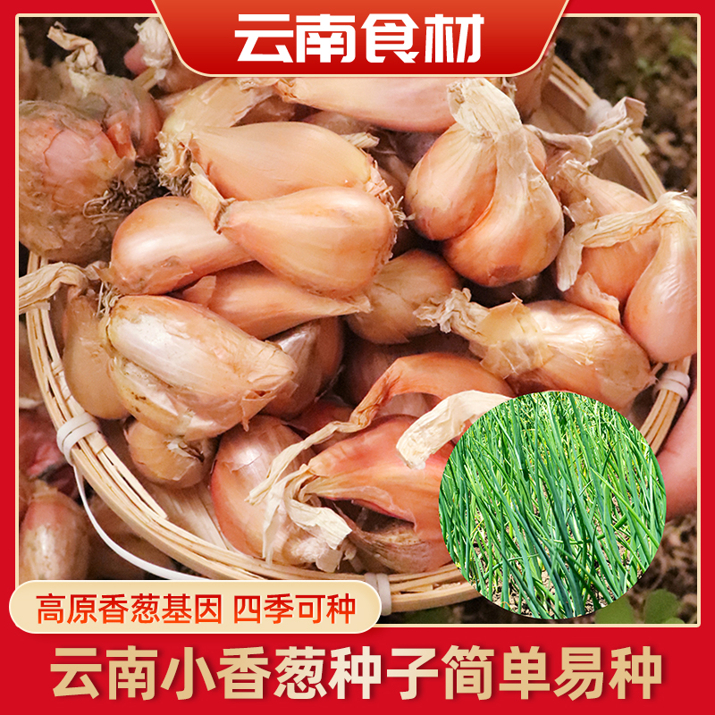 云南四季本地小香葱种子正宗老品种香葱种盆栽自种蔬菜小根葱种