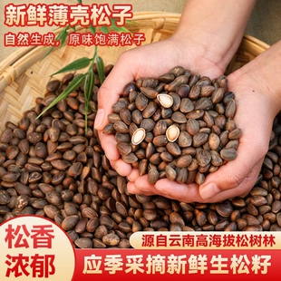 云南新鲜生松子颗粒饱满未加工原味薄皮松子