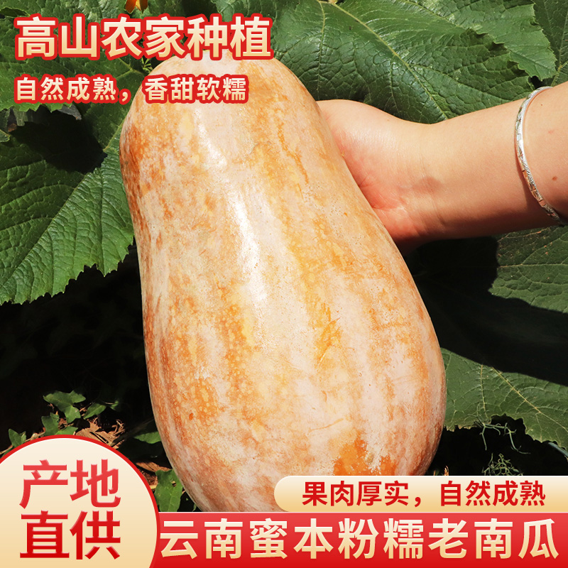 滇鲜生云南本地现摘现发正宗软糯甜农家自种老品种南瓜