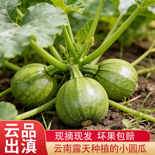 云南曲靖现摘现发鲜嫩小南瓜