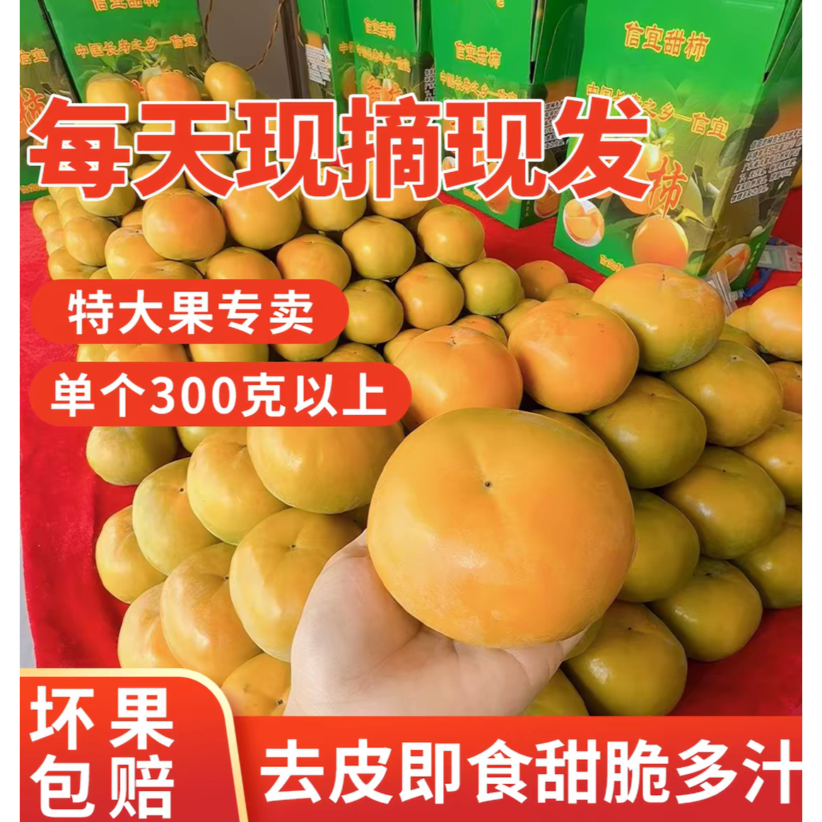 甜脆柿子5斤大果茂名信宜大成北梭富有甜柿特产新鲜水果现摘