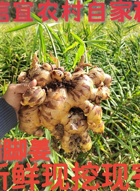 广东无渣猪脚姜新鲜现挖姜种 菜姜信宜农村自家种饭店大肉姜老姜