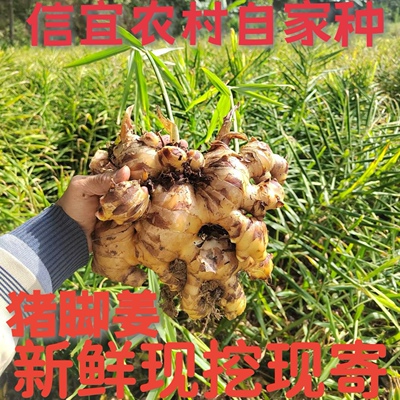广东无渣猪脚姜无渣姜种新鲜大肉姜 菜姜信宜农村自家种产地直发