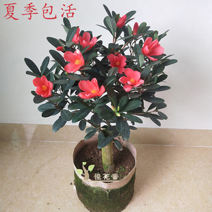 四季 杜鹃红山茶山茶花盆栽树苗带花苞花卉植物室内花庭院名贵花苗