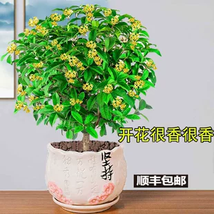 桂花盆栽月桂四季 开花卉植物室内花金桂阳台树苗天香台阁净化空气