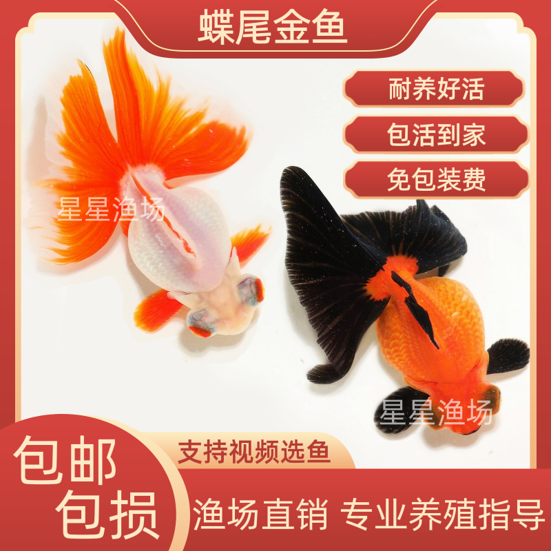 精品蝶尾苗金鱼观赏鱼淡水鱼活鱼