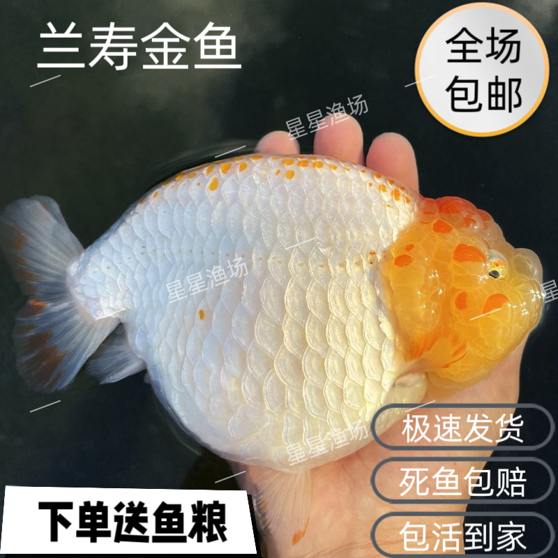 精品兰寿观赏鱼金鱼淡水鱼