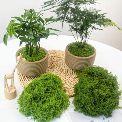 仿真苔藓造景假青苔草皮绿植微景观植物装饰人造仿生草坪盆栽铺面