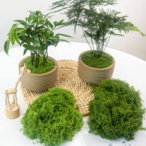 仿真苔藓造景假青苔草皮绿植微景观植物装饰人造仿生草坪盆栽铺面