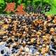 溪流石沙鱼缸底砂原生溪流乌龟缸造景石沙天然摆件水族箱铺底专用