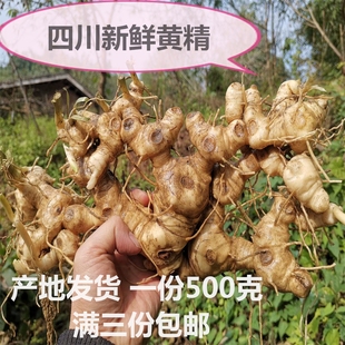 药农野外采挖姜型黄精正品四川新鲜黄精多花鸡头黄精非即食黄精