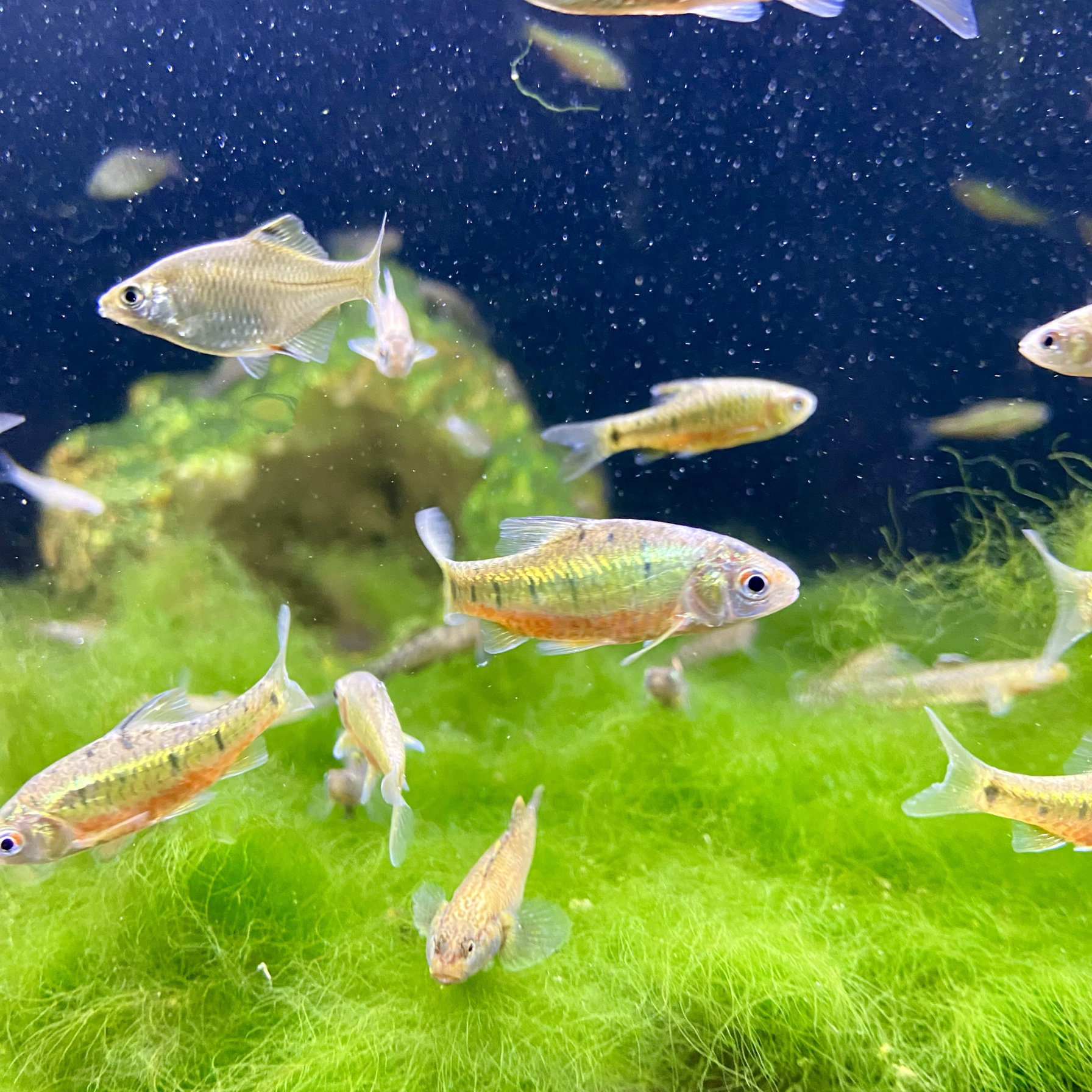 野采精品红腹小鲃中国斗鱼伴侣条纹小鲃冷水原生鱼耐寒群游观赏鱼