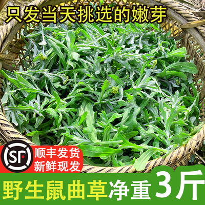 鼠曲草清明草野生新鲜