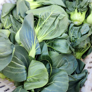 寿宁土特产蔬菜青菜山冬乌苏州青