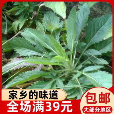 新鲜苦菜干苦益菜败酱草