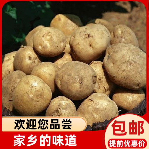 福建宁德寿宁周宁屏南福安特产新鲜本地老品种高山黄心小土豆500g