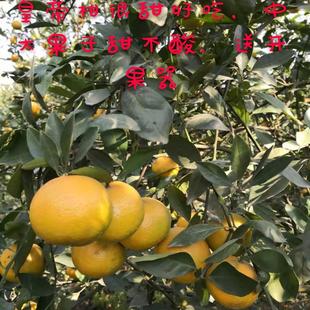 广西武鸣皇帝柑新鲜现摘果园直发纯甜大果水果9.1斤净重包邮