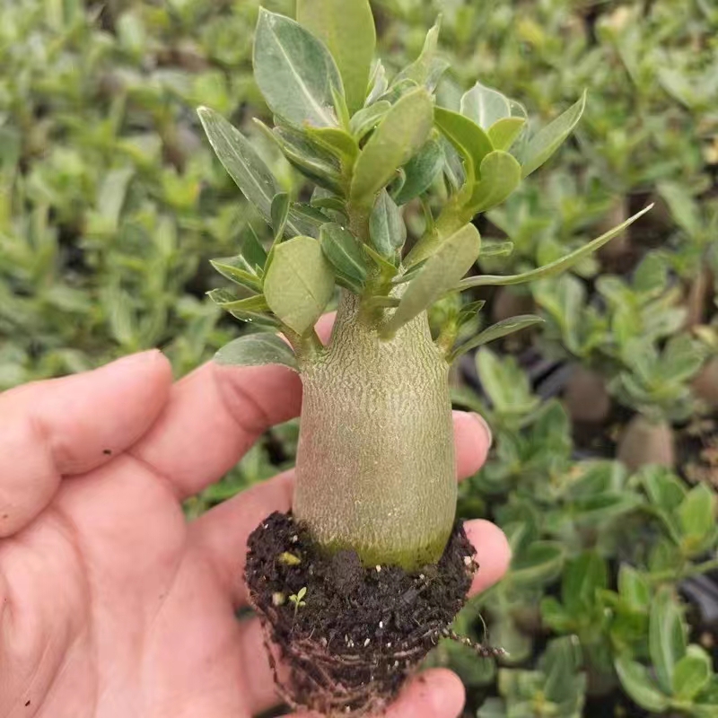 沙漠玫瑰室内吸甲醛耐旱易养活