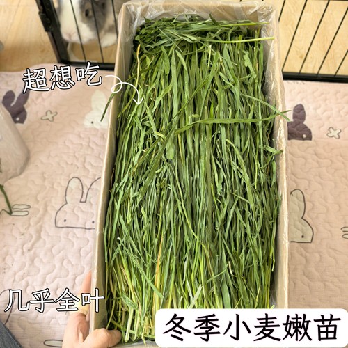 烘干小麦草叶兔兔干草饲料