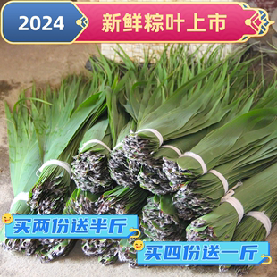 2024年新鲜野生芦苇叶 现采现发端午包粽子粽叶一份1.5斤约200片