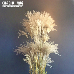 天然原色芦苇花蒲苇拂尘花婚庆橱窗落地软装客厅风干花纸袋摆设