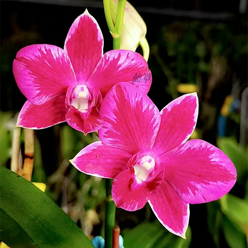 基地直发秋石斛苗浓香型石斛兰进口洋兰花卉泼墨香水石斛苗阳台苗