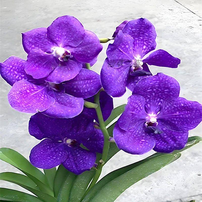 泰国原杯狐尾兰万代兰大花浓香石斛兰洋兰花卉盆栽苗基地直发,鲜花速递/花卉仿真/绿植园艺,国兰/杂交兰/洋兰类,淘宝优惠券,粉丝福利购,淘宝优惠卷