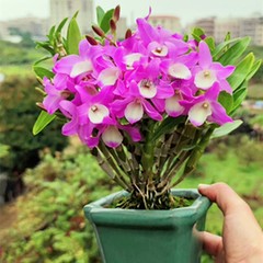 石斛兰带花室内客厅兰花阳台迷你美观盆栽花卉绿植铁皮石斛洋兰苗