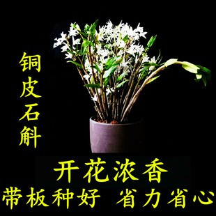 铜皮石斛苗石斛兰石斛盆栽药用石斛铜皮石斛鲜条细茎石斛开花浓香