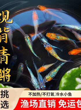 观背青鳉淡水观赏鱼魔法鱼冷水鱼小锦鲤金鱼活体古法缸草缸鱼活体