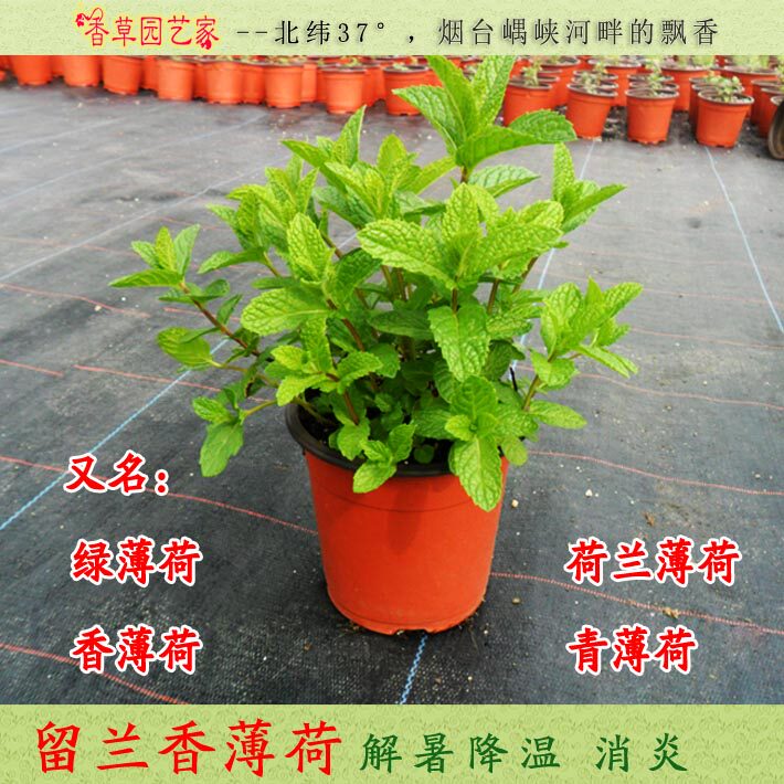 留兰香薄荷盆栽 绿薄荷荷兰薄荷香草植物西餐调酒冲泡食用包邮