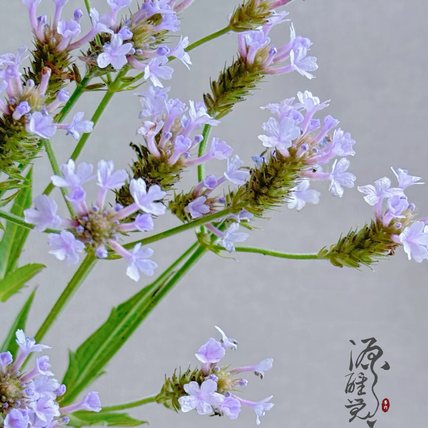 源醒觉  芳香纯露系列 柠檬马鞭草纯露 100ML 收缩毛孔杀菌