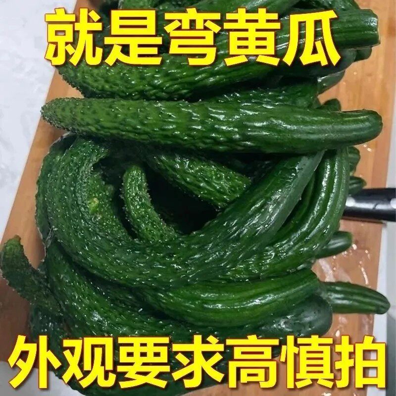 新鲜现摘弯黄瓜口感脆甜可腌菜生吃凉拌
