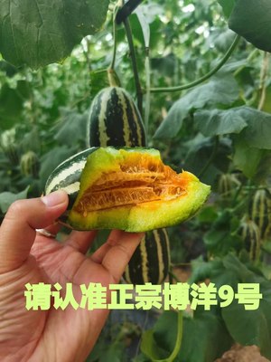 山东头茬正宗博洋9号九号甜瓜用心精选果