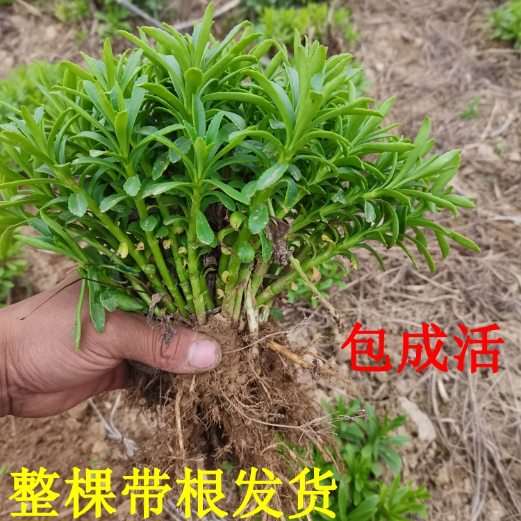 新鲜菜养心菜苗救心菜高钙菜三七